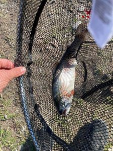 Rainbow Trout