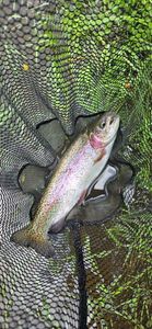 Rainbow Trout