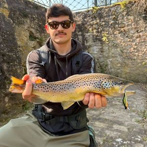 Brown Trout