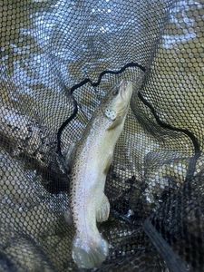 Brown Trout