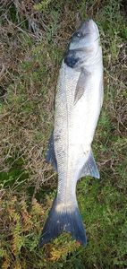 European Bass (Seabass)
