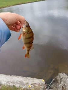 European Perch
