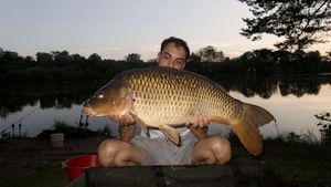 Common Carp