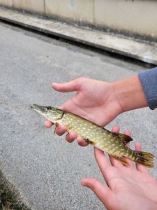 Northern Pike