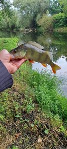 European Perch