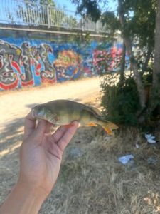 Yellow Perch