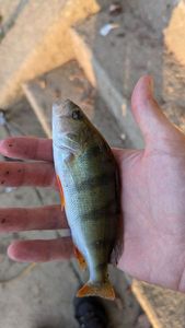 European Perch