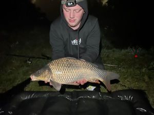 Common Carp