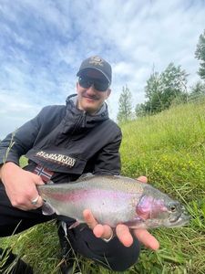 Rainbow Trout
