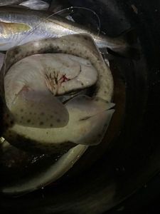 Lesser Spotted Dogfish (Small Spotted Catshark)