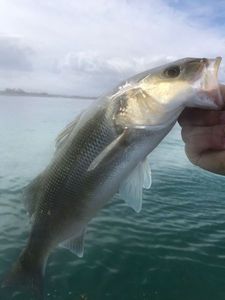 European Bass (Seabass)