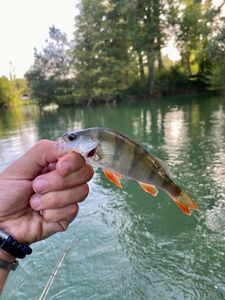 European Perch