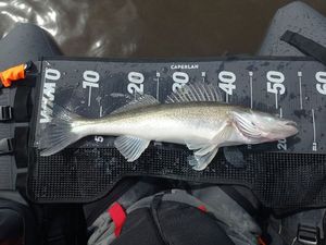 Zander