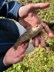 Brown Trout