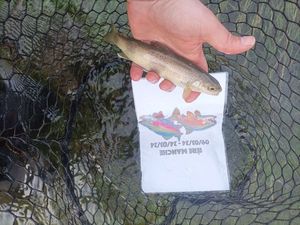 Brown Trout