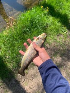 Brown Trout