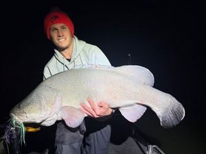 Murray Cod