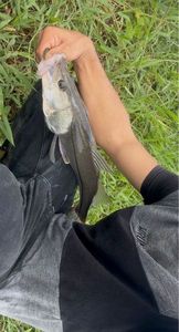 Atlantic Snook