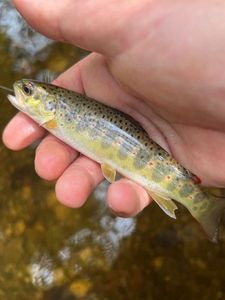 Brown Trout