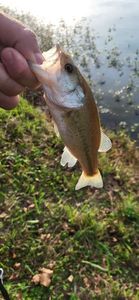 Smallmouth Bass