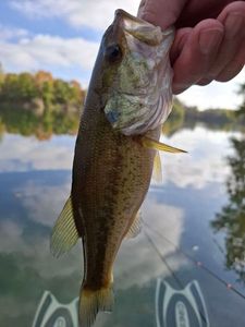 Largemouth Bass