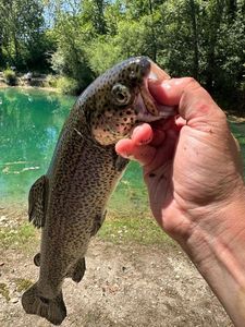 Rainbow Trout