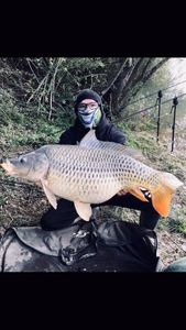 Common Carp