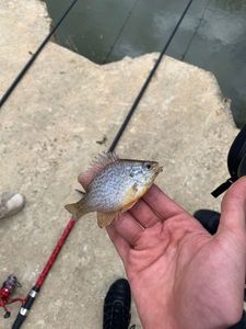 Green Sunfish