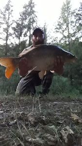 Mirror Carp