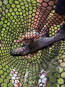 Rainbow Trout