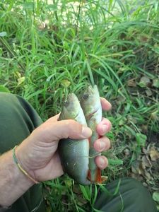 European Perch