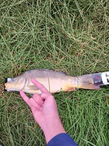 Mirror Carp