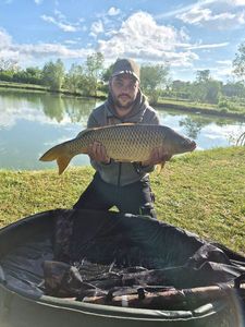 Common Carp