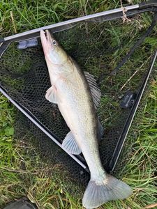 Zander