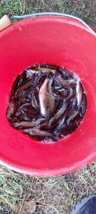 Black Bullhead