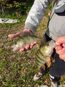 European Perch