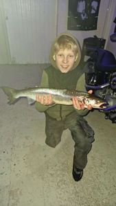 Sea Trout