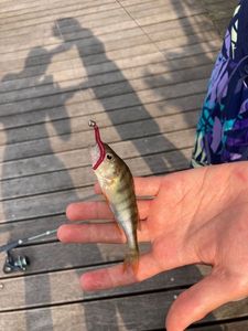 European Perch