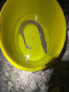 Conger