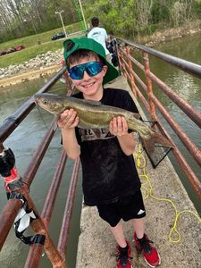 Channel Catfish