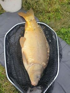 Mirror Carp