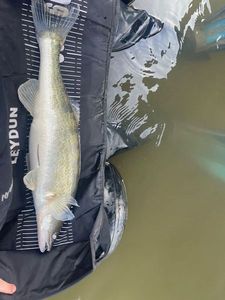 Zander