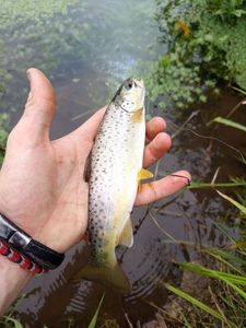 Brown Trout