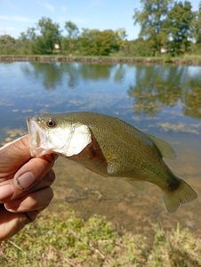 Largemouth Bass