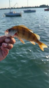 European Perch