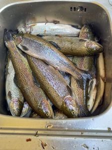 Rainbow Trout