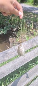 Smallmouth Bass