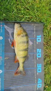 European Perch