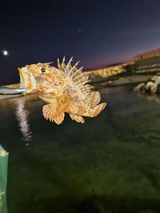 Brown Scorpionfish