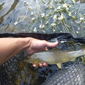 Brown Trout